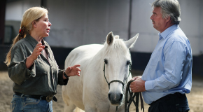 paarden coaching